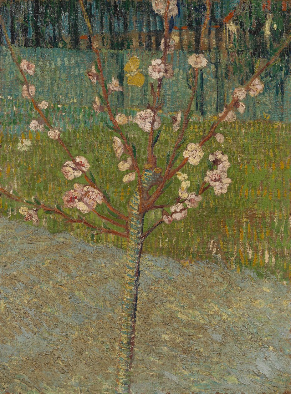 Mandeltræ i blomst af Vincent van Gogh