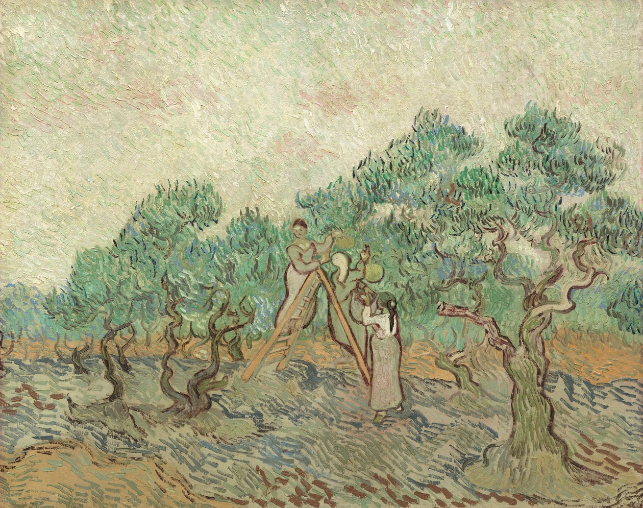 Olivenhaven, 1889 af Vincent van Gogh