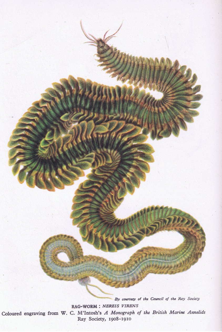 Ragworm, Nature in Britain udgivet af Collins, 1946 af W. C. McIntosh
