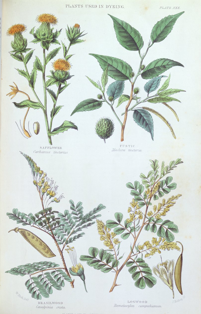 Planter brugt til farvning, plade fra en botanisk undersøgelse, indgraveret af J. Bishop, 1872 af W. Fitch