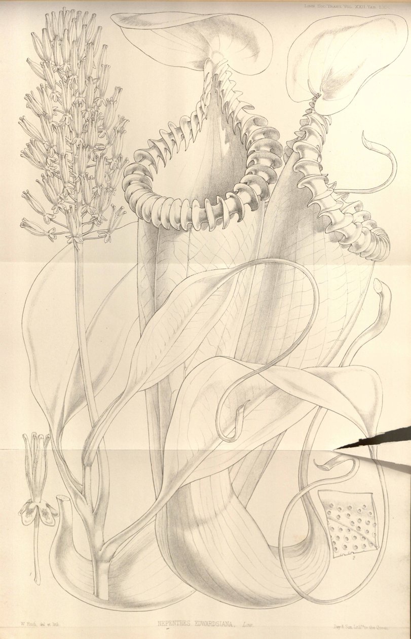 Nepenthes edwardsiana fra Transactions of the Linnean Society of London, bind. 22 af W.H. Fitch