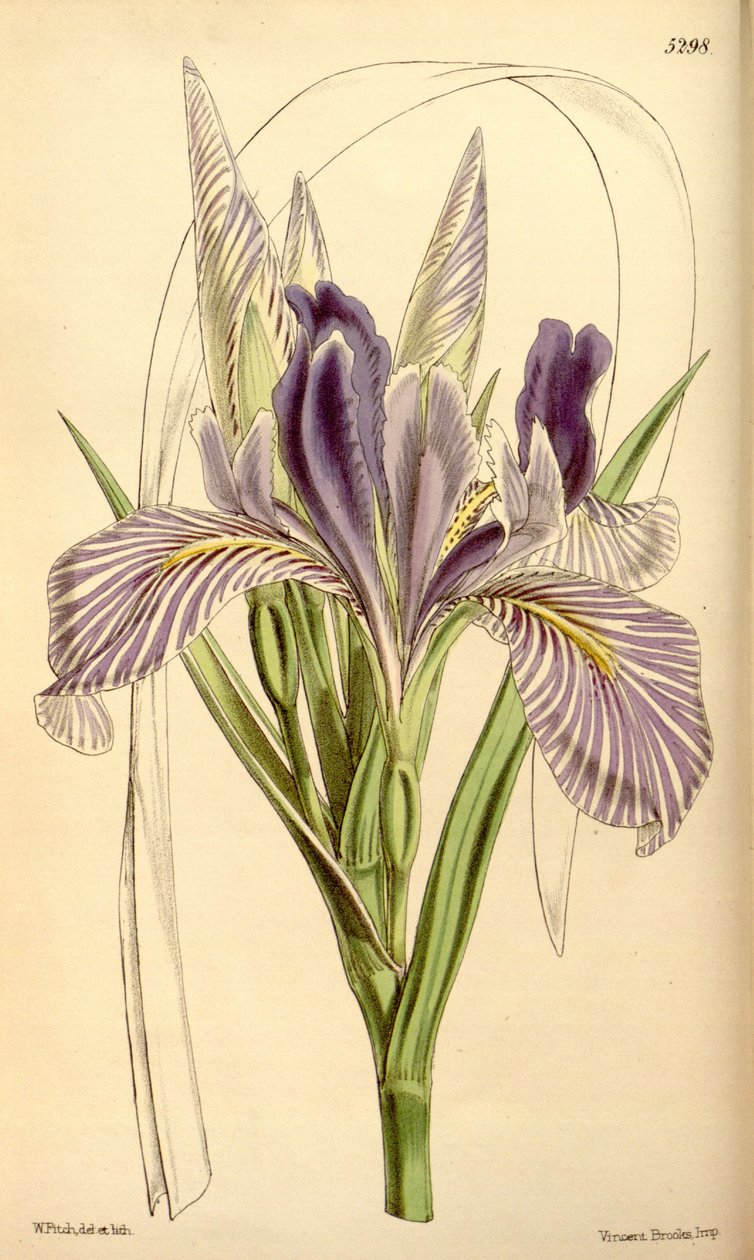 Iris longipetala af W.J.Hooker