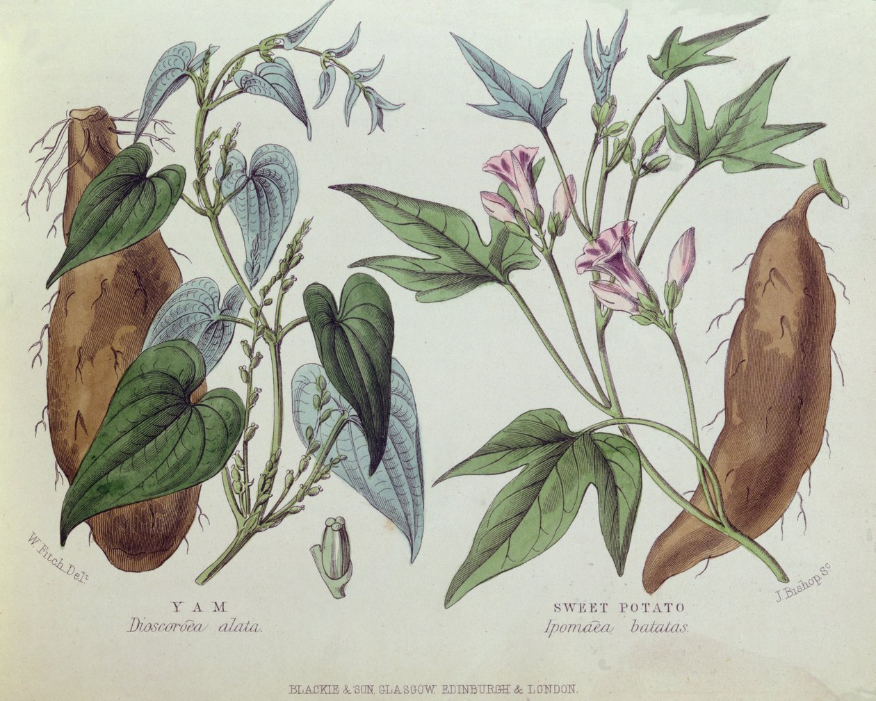 Yam og sød kartoffel (farvegravering) af W. Fitch
