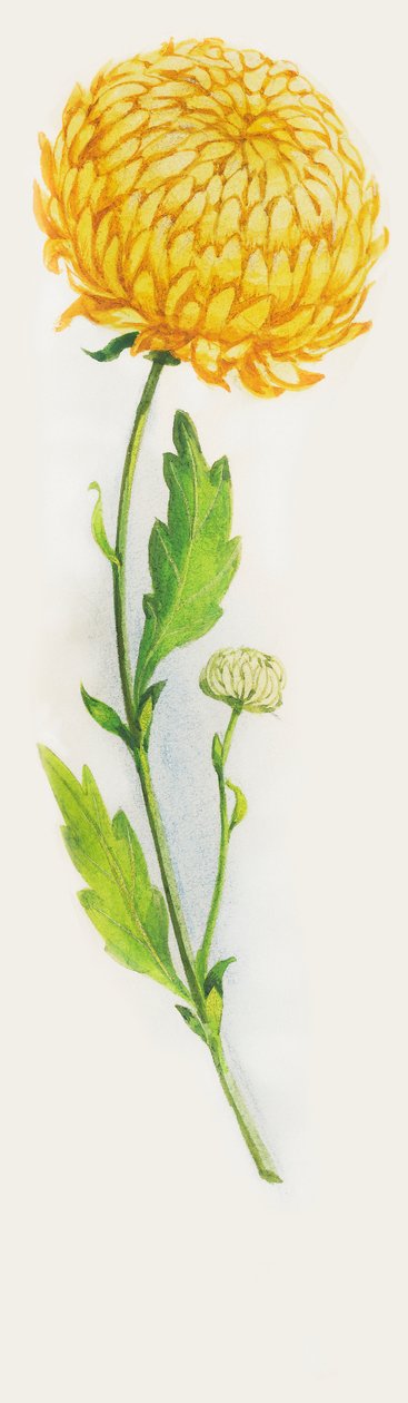 Krysantemum blomst, tegning af John Ward Dunsmore