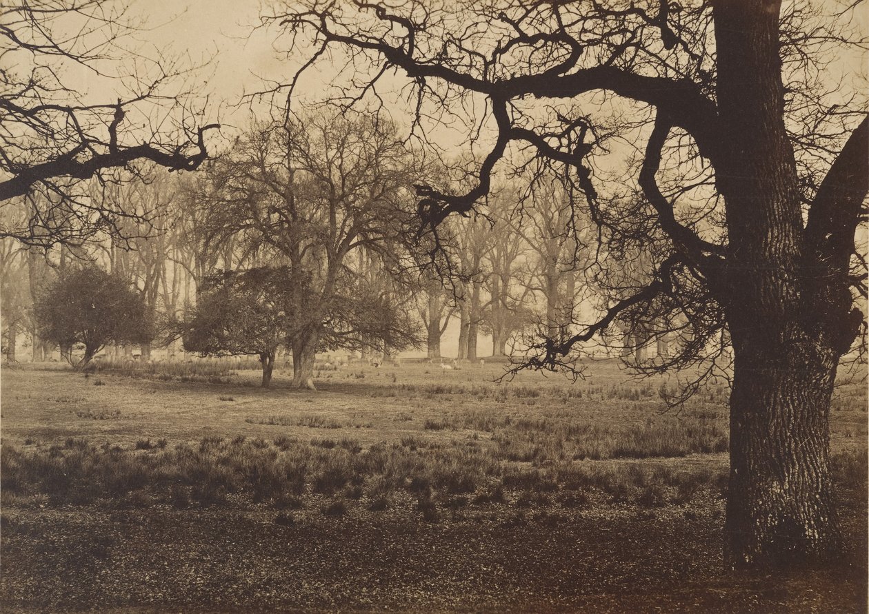 Windsor Park, Deer Feeding, 1850