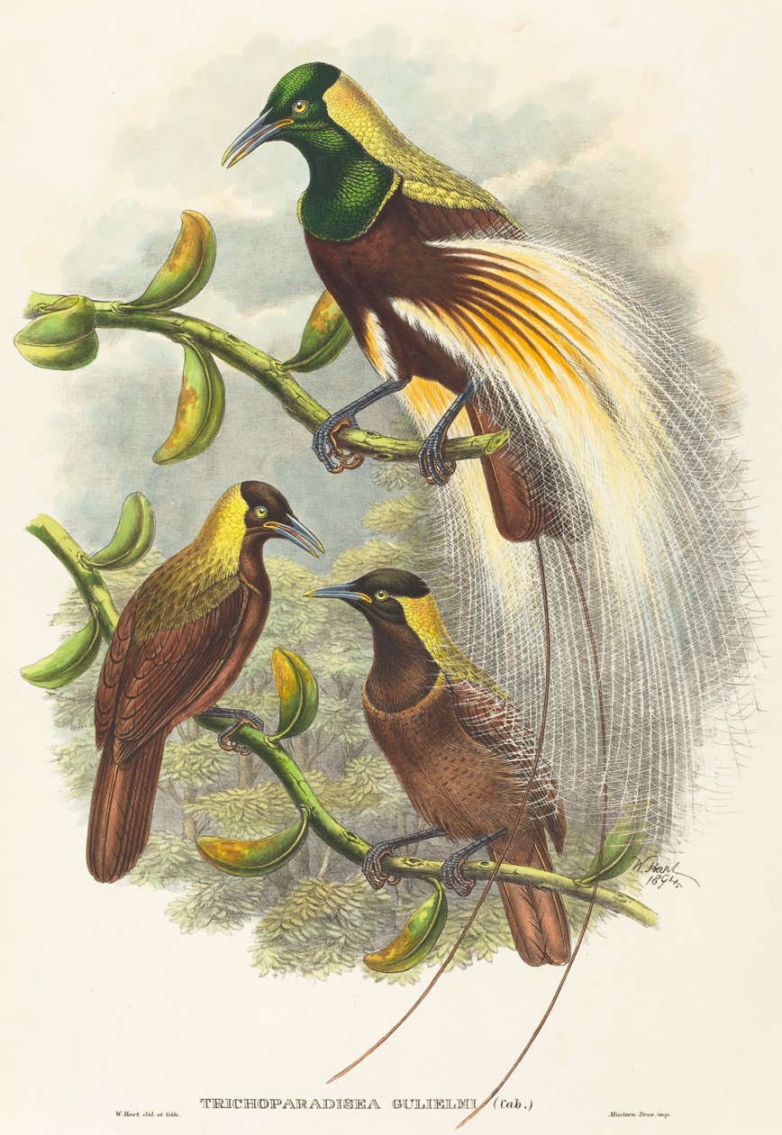 Trichoparadisea William af W. Hart