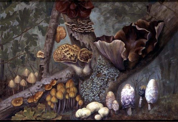 Svampe i skov (olie på panel) af W. Neville