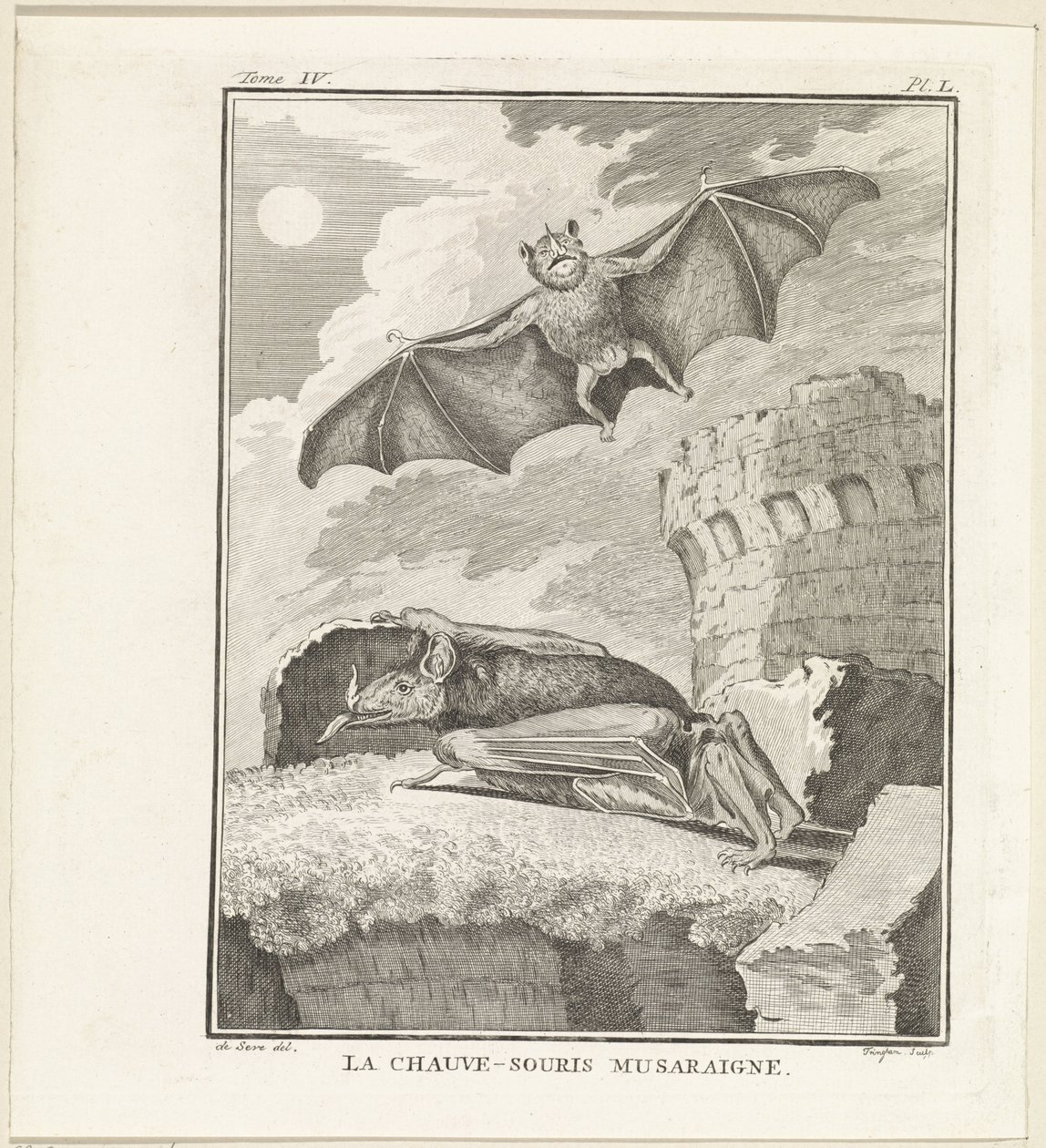 Vleermuizen The Shrew Bat (titel på objekt) af W. Tringham