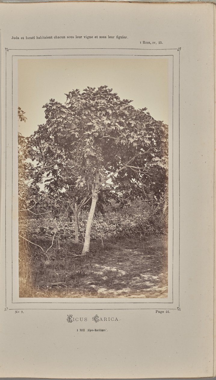 Ficus carica, i Nice (Alpes-Maritimes) af W. de Bray