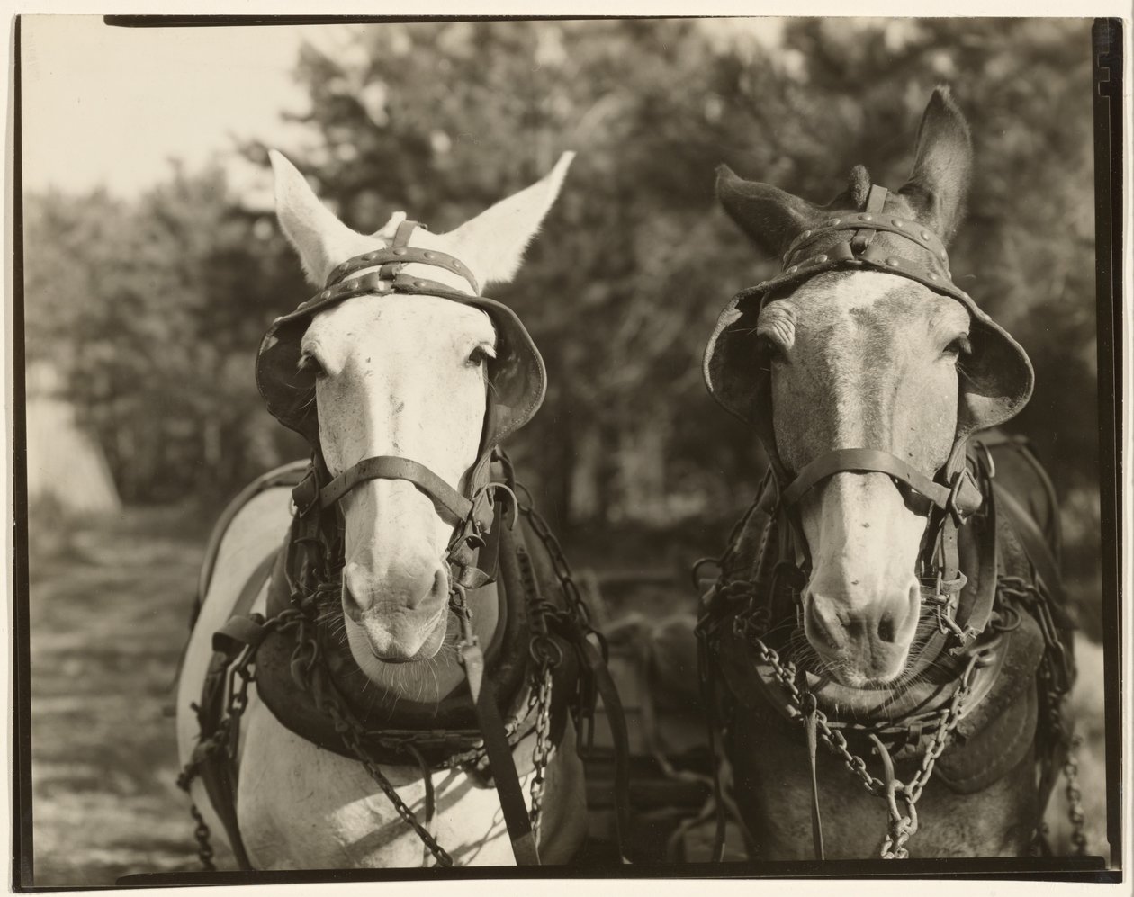[To muldyr, Hale County, Alabama] af Walker Evans
