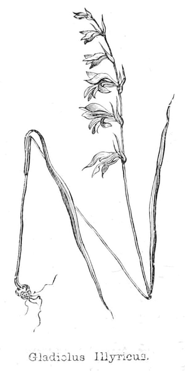 Gladiolus Illyricus af Walter Crane