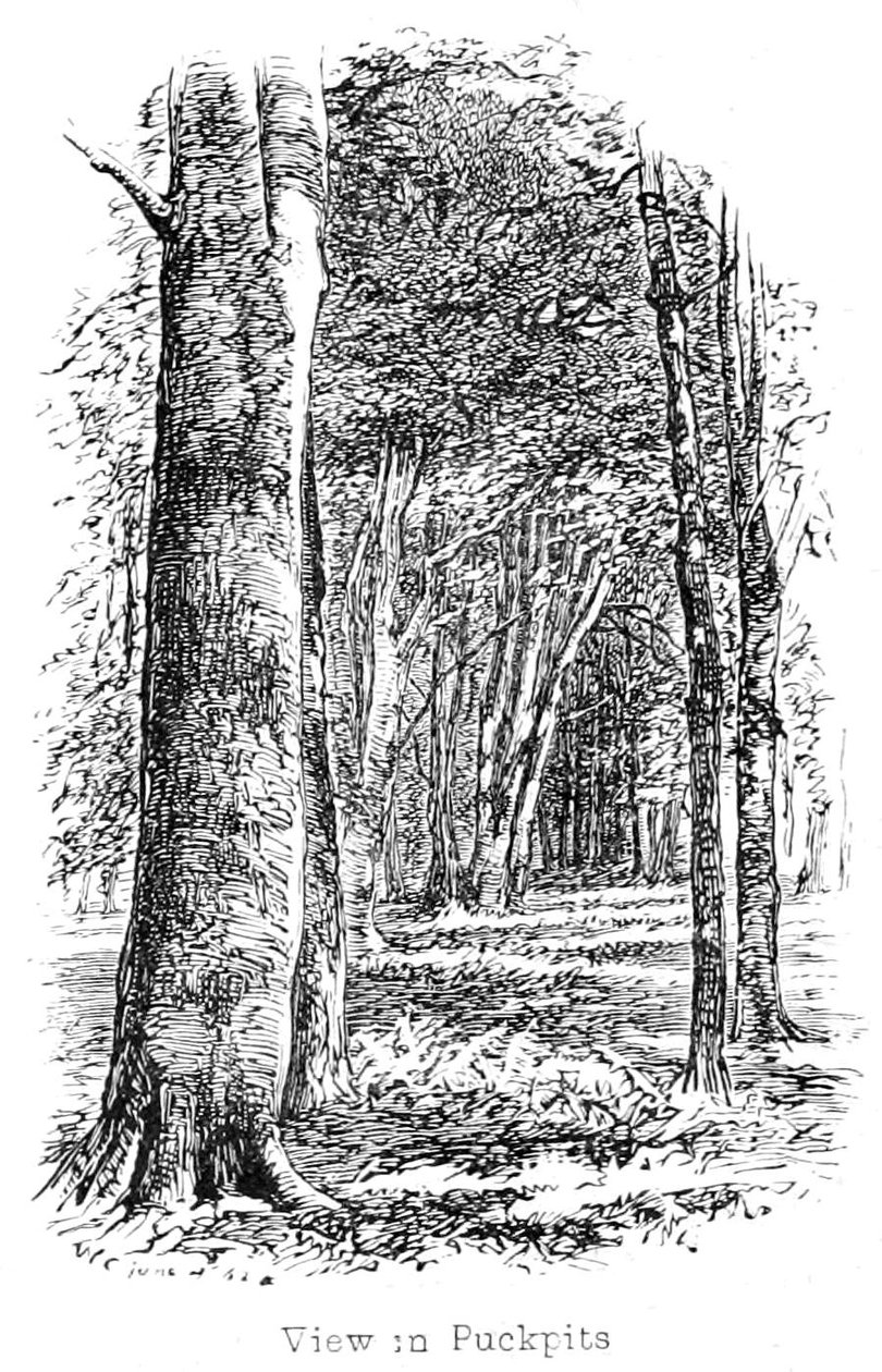Udsigt i Puckpits Wood af Walter Crane
