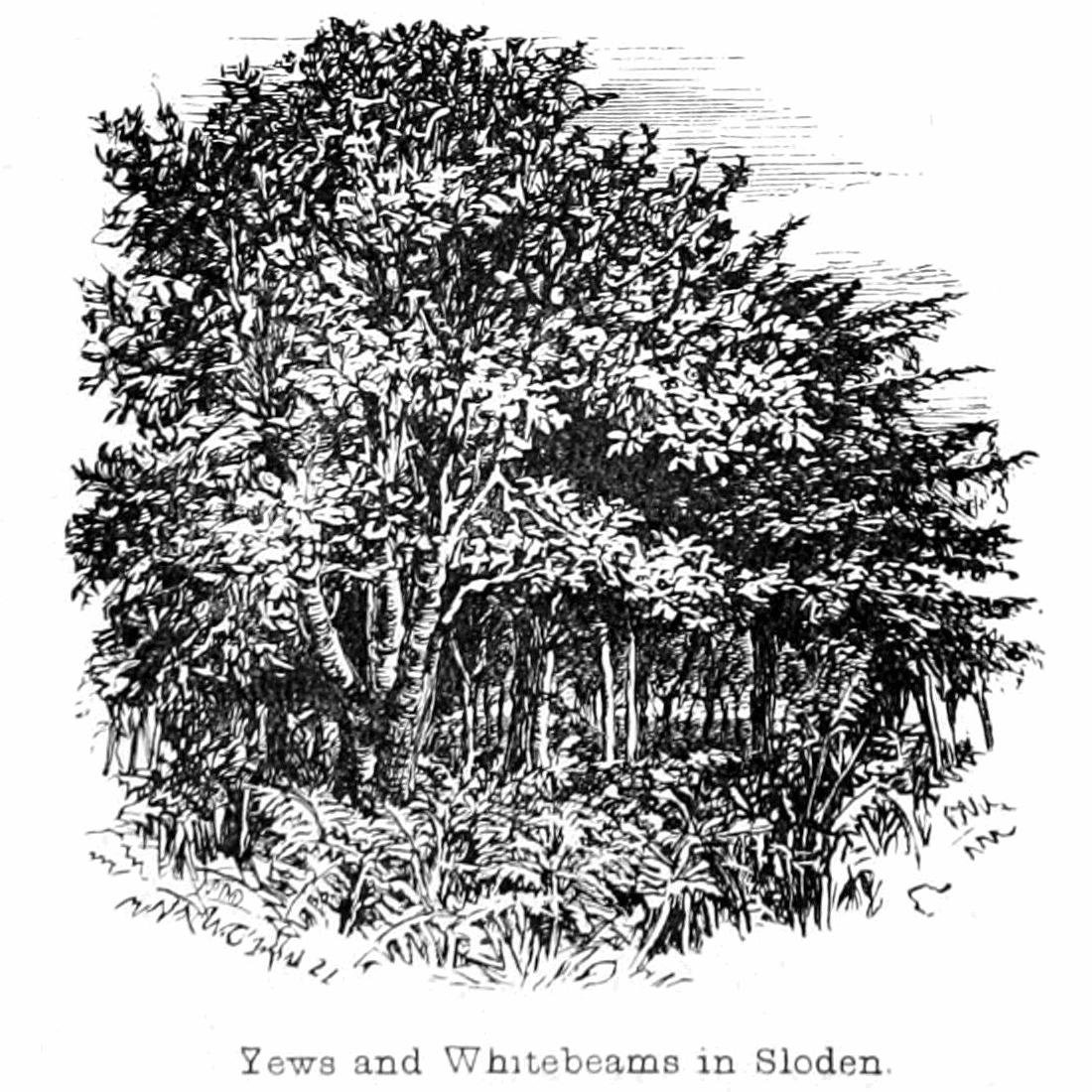 Taks og Whitebeams i Sloden af Walter Crane