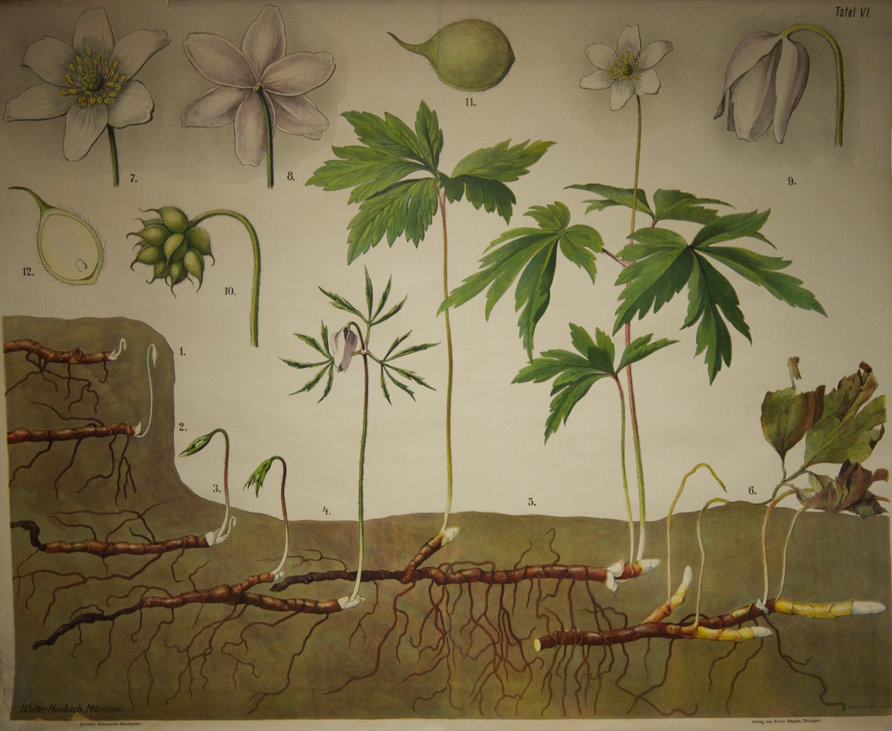 Schmeils botaniske vægdiagrammer anatomiske serier af Walter Heubach