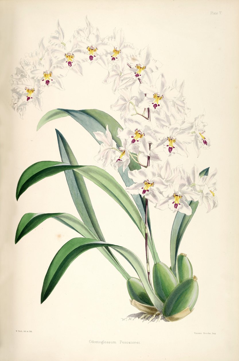 Illustration af Odontoglossum nobile (som syn. Odontoglossum pescatorei) af James Bateman