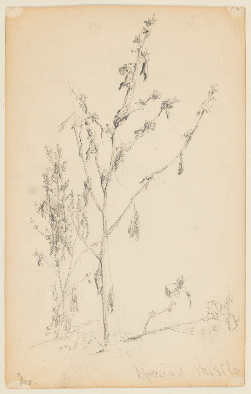 Studie af tidsler af Walter Clark