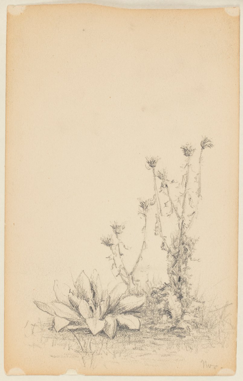 Undersøgelse af vilde planter af Walter Clark