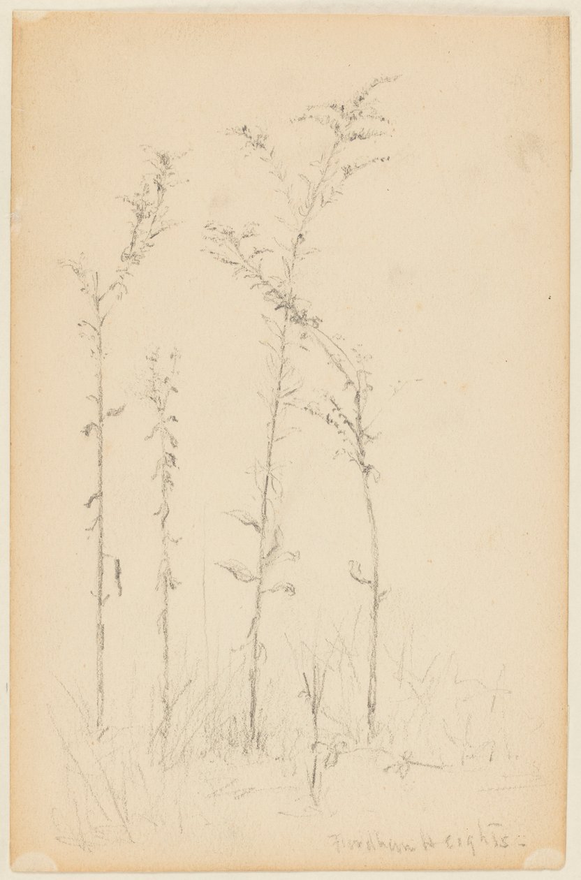 Studie af vilde planter, Fordham Heights af Walter Clark