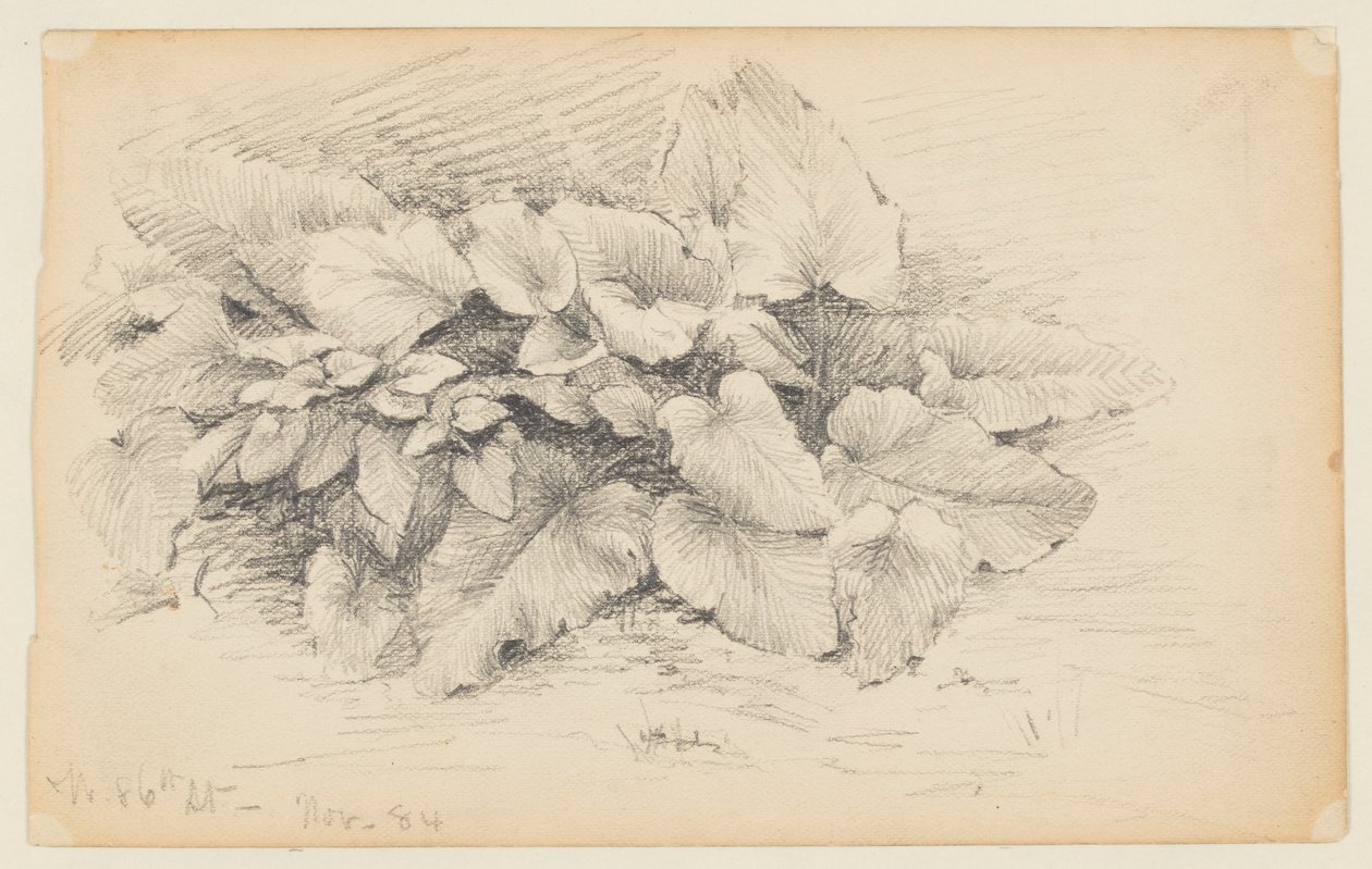 Studie af en plante, West 86th Street af Walter Clark