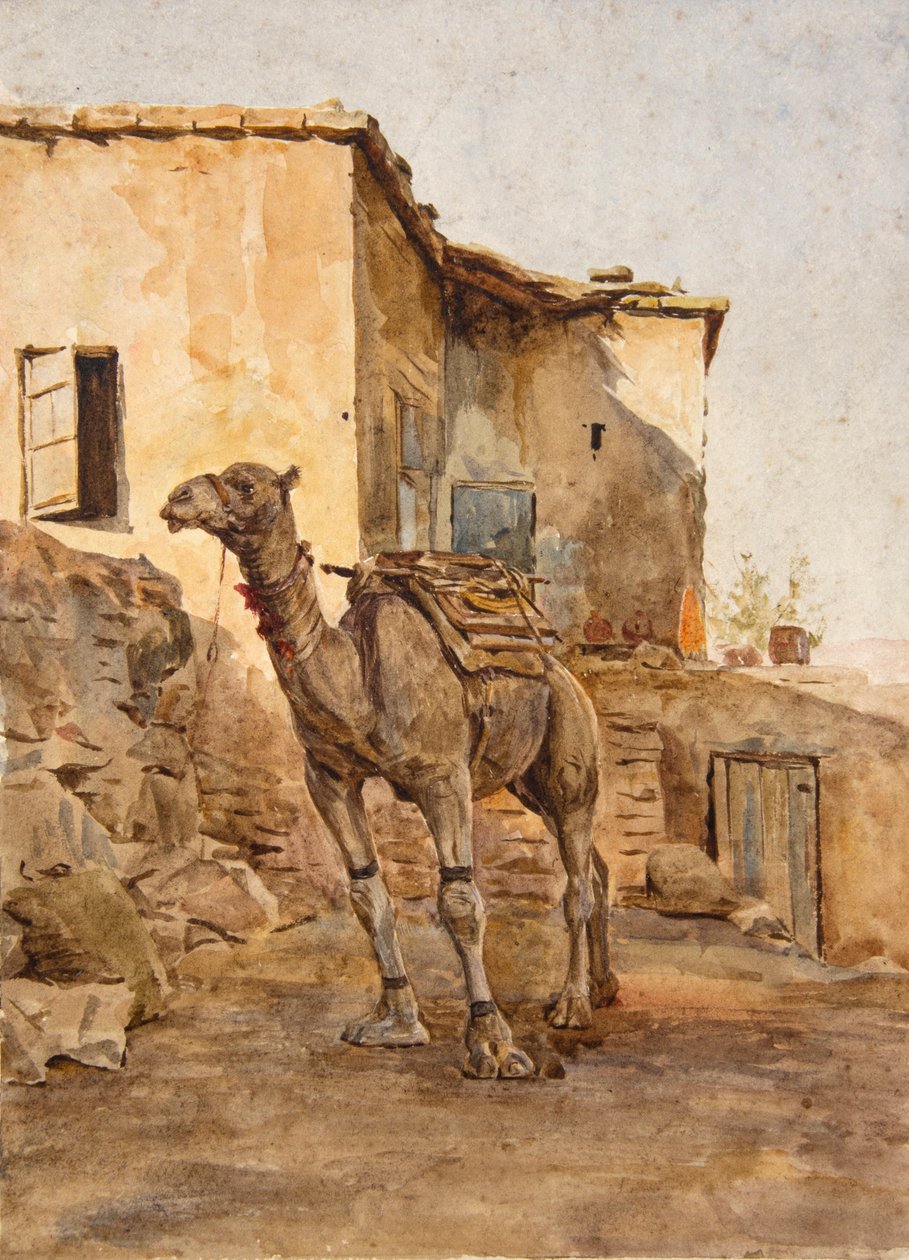 Opbundet kamel (akvarel) af Walter Frederick Roofe Tyndale