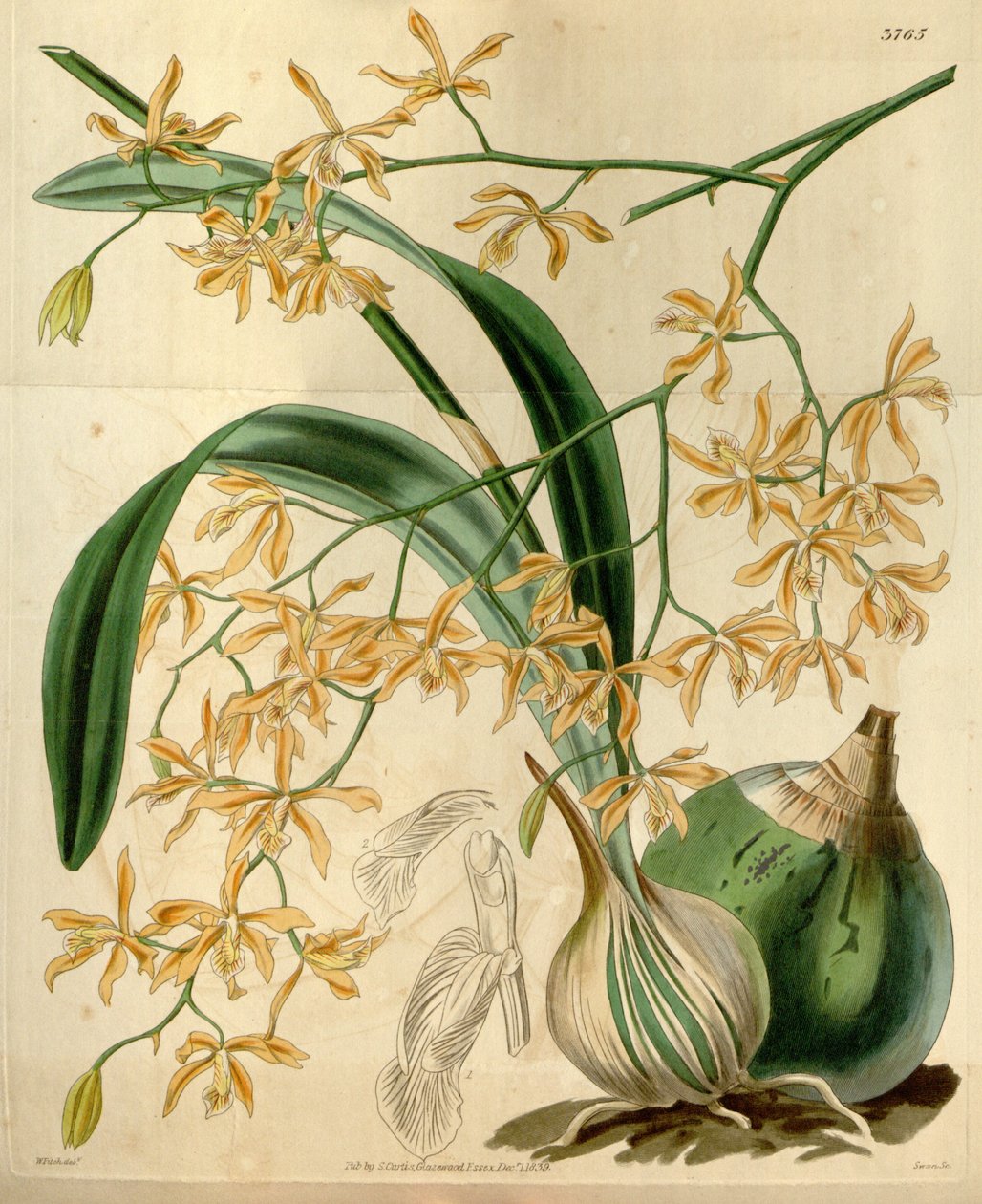 Encyclia candollei af Walter Hood Fitch