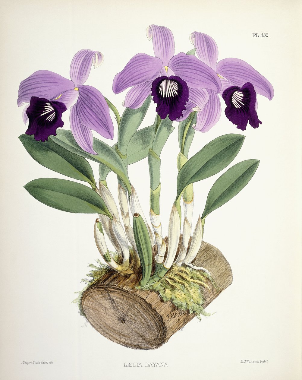 Laelia Dayana, ca. 1882-1897 af Walter Hood Fitch
