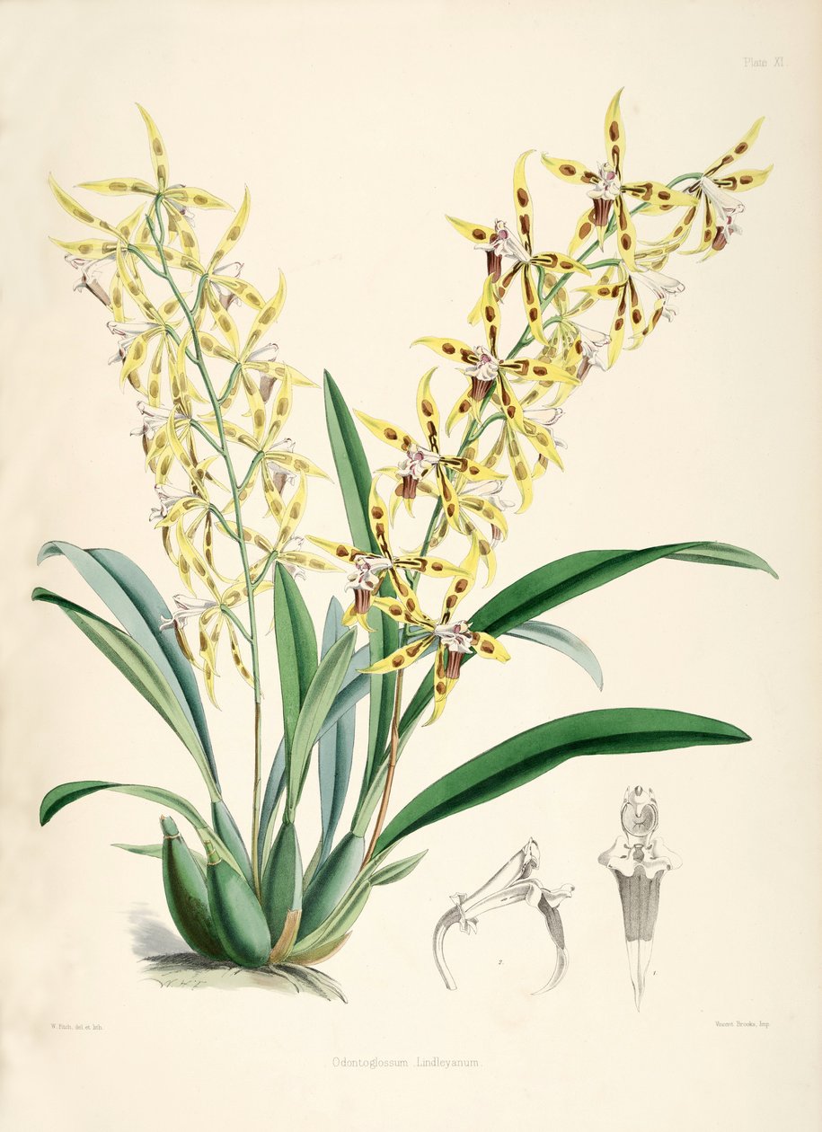 Odontoglossum lindleyanum af Walter Hood Fitch