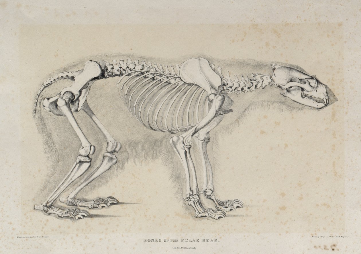 Bones of the Polar Bear, trykt af S. Lingham, pub. af Darton og Clark, London af Waterhouse Hawkins after Waterhouse Hawkins after