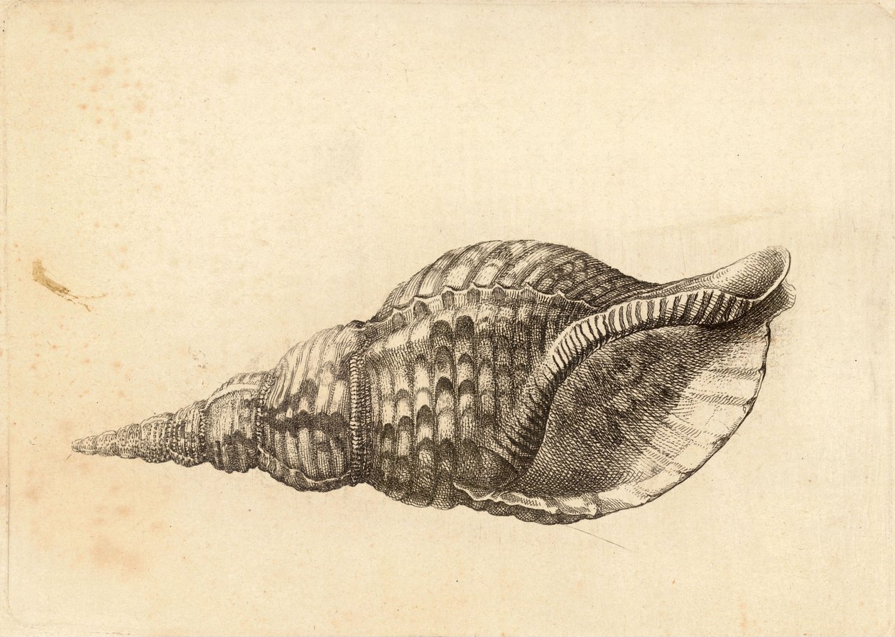 Charonia tritonis af Wenceslaus Hollar