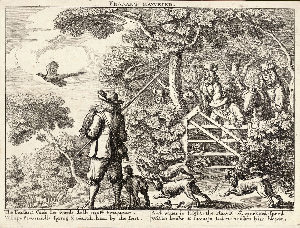 Fasanhøg af Wenceslaus Hollar