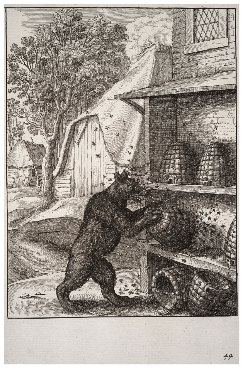 Bjørnen og honningen af Wenceslaus Hollar