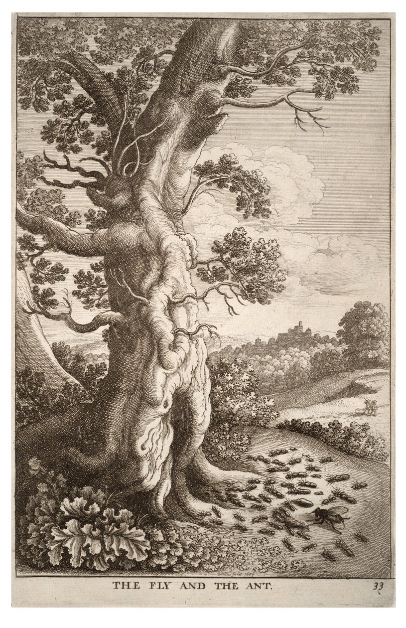 Fluen og myren af Wenceslaus Hollar