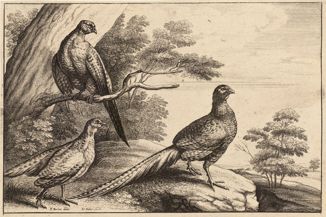 Tre fasaner af Wenceslaus Hollar