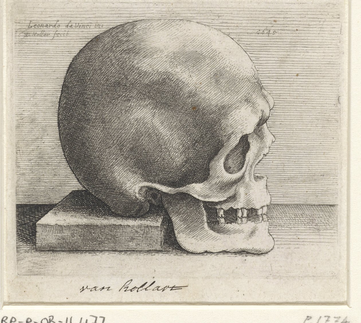 Anatomisk undersøgelse af et kranium af Wenceslaus Hollar
