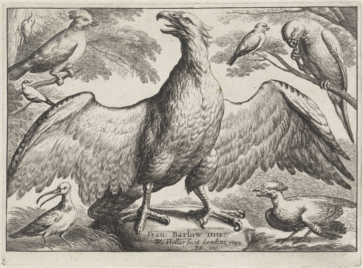 Ørn Forskellige fugle (serietitel) af Wenceslaus Hollar