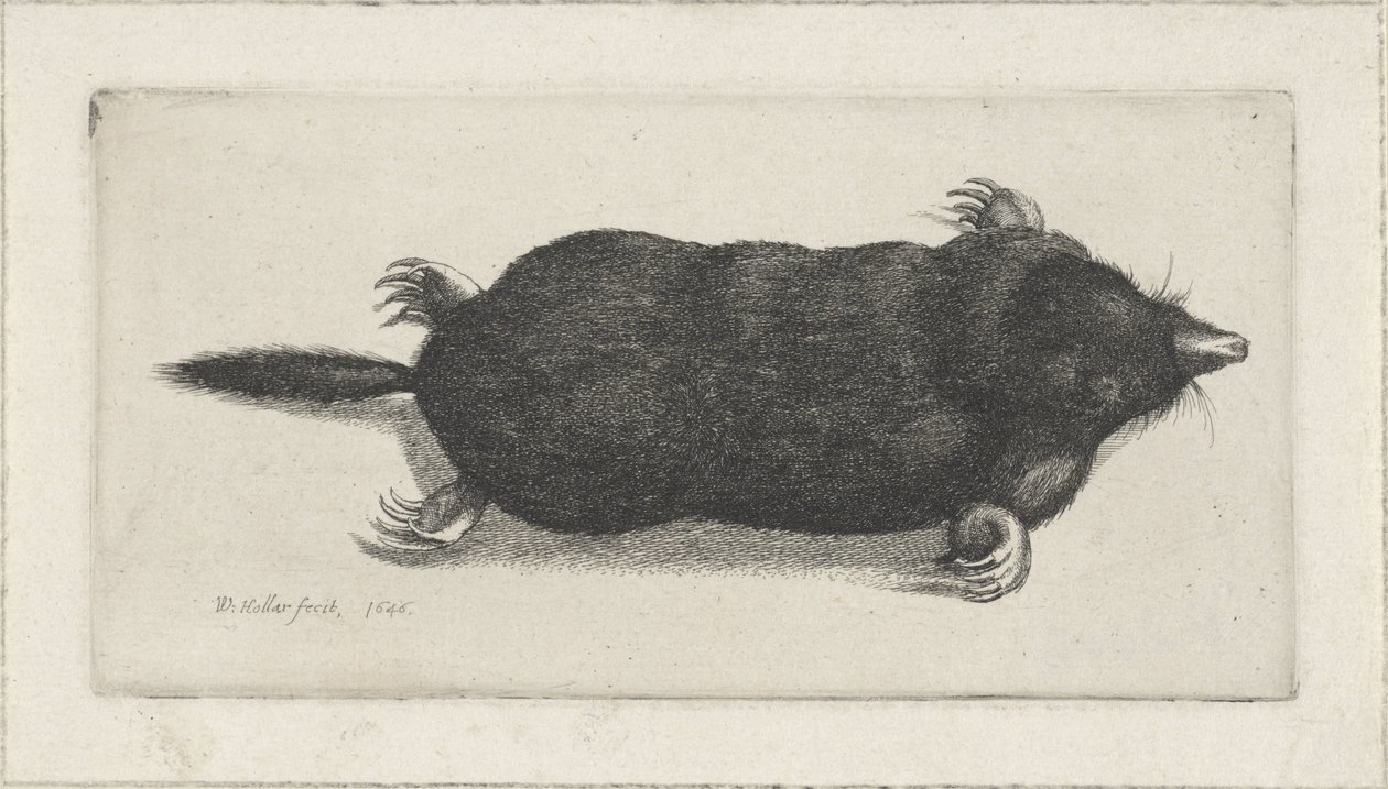 død muldvarp af Wenceslaus Hollar
