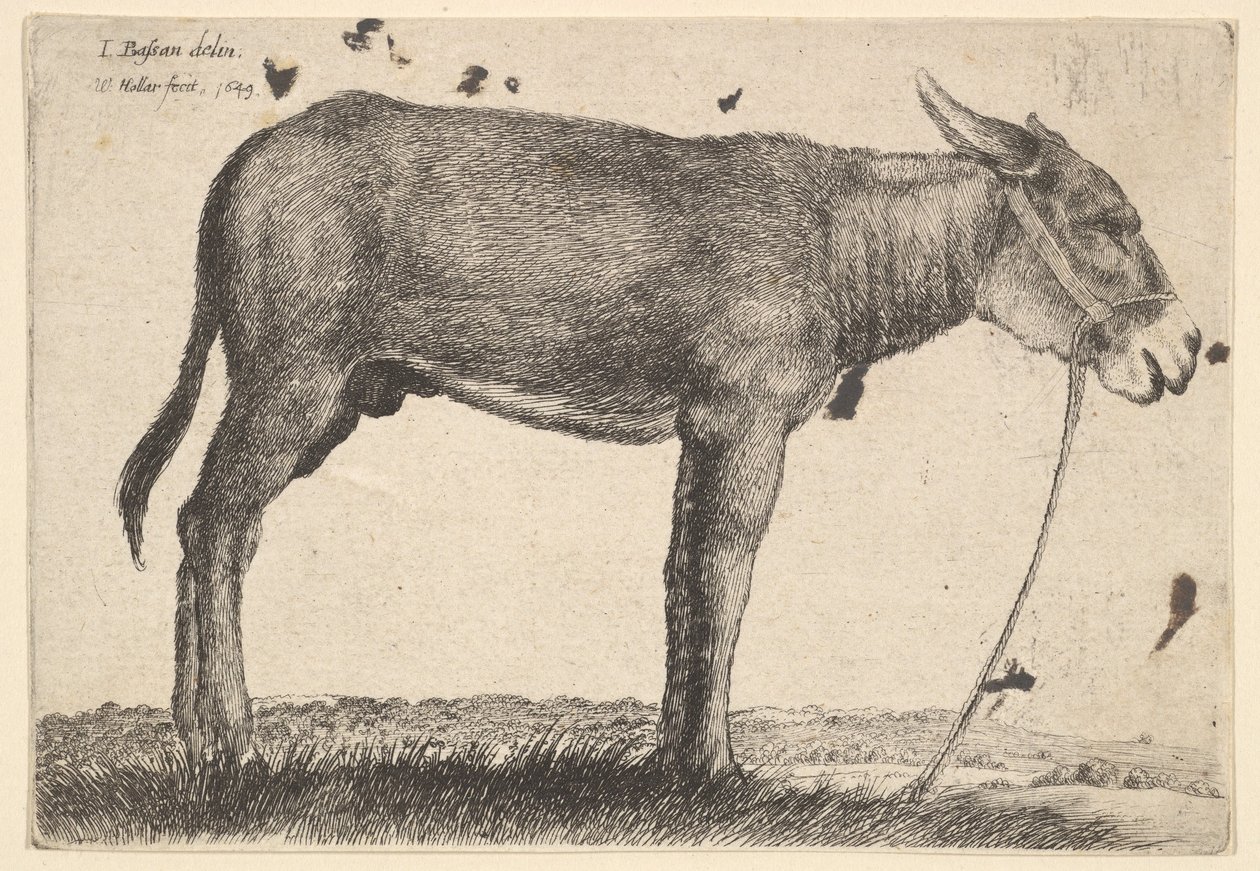 Æsel, 1649. af Wenceslaus Hollar