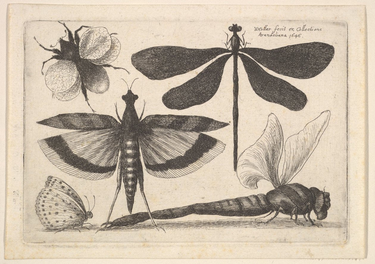 Guldsmede og en humlebi, 1646. af Wenceslaus Hollar