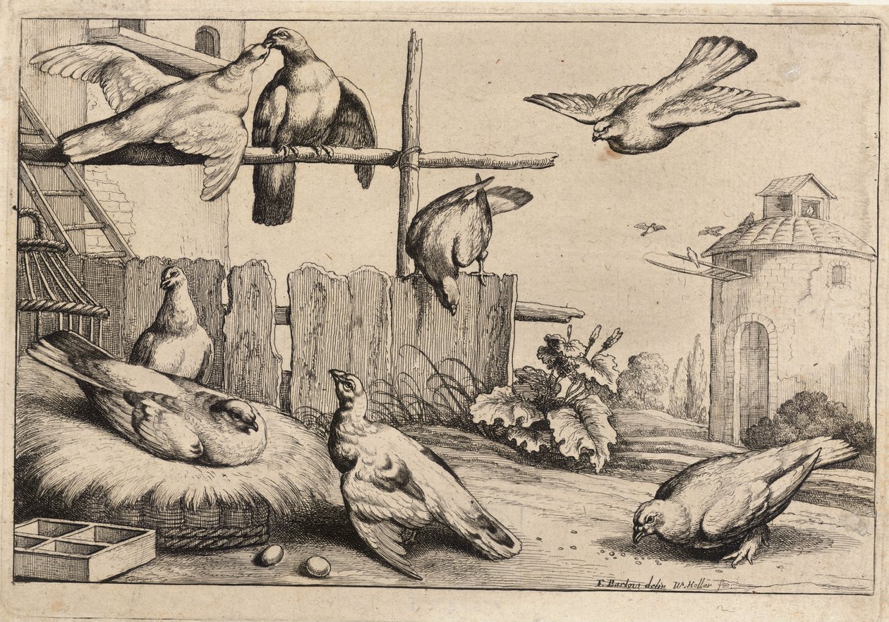 Otte duer. Tilstand 1 af Wenceslaus Hollar