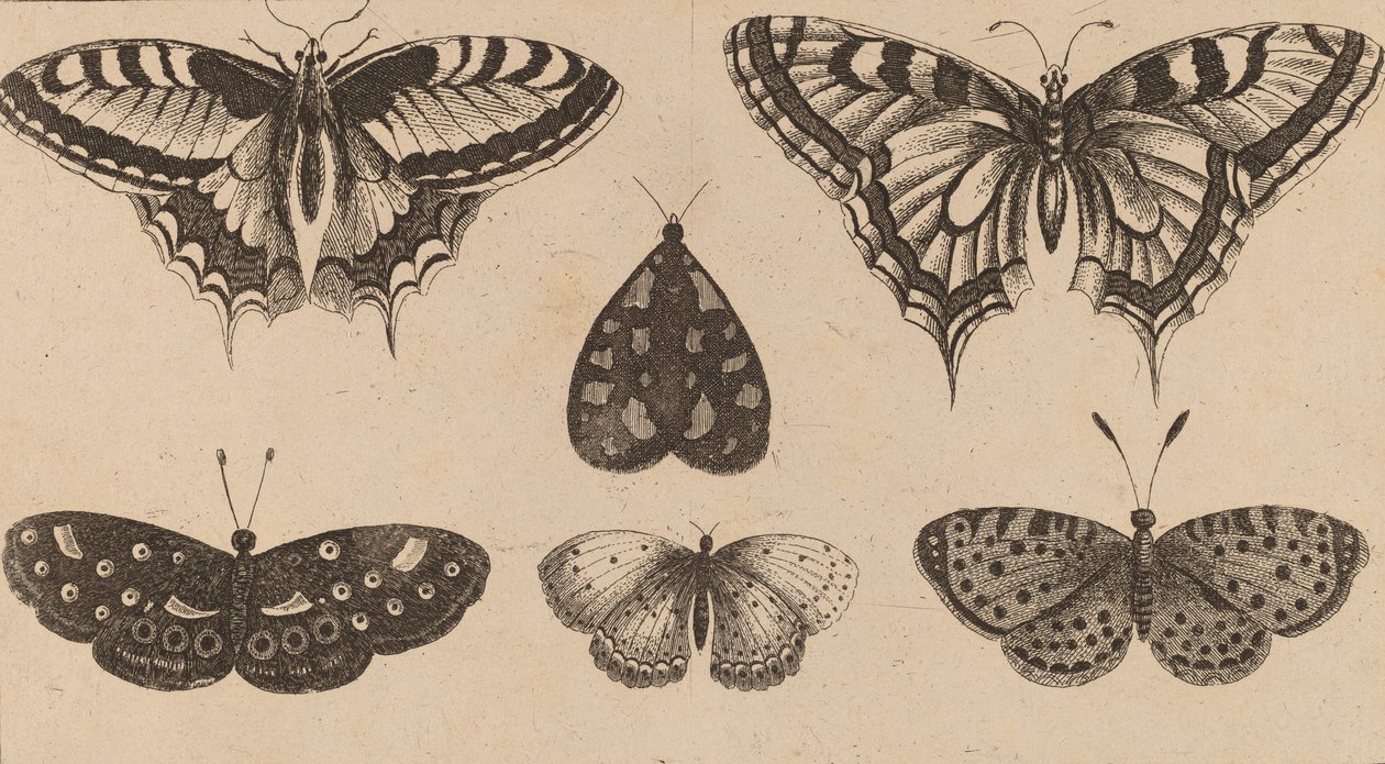 Fem sommerfugle og en møl. af Wenceslaus Hollar