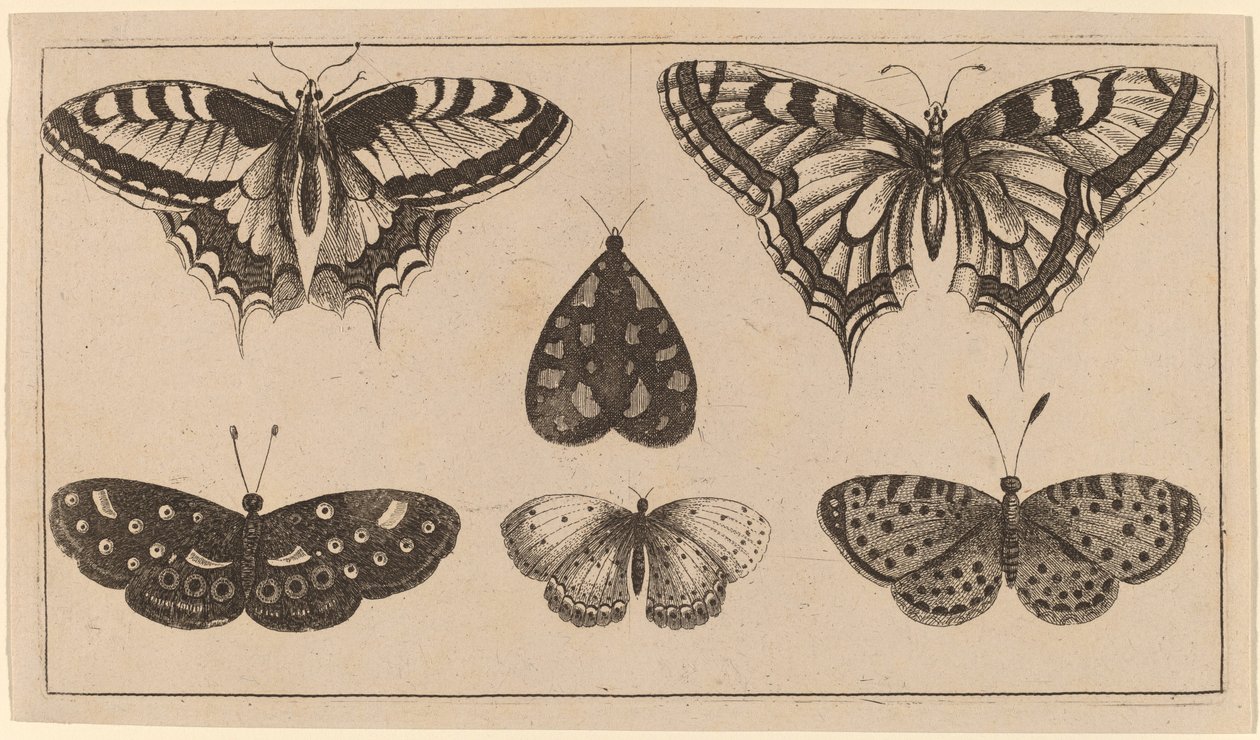 Fem sommerfugle og en møl af Wenceslaus Hollar