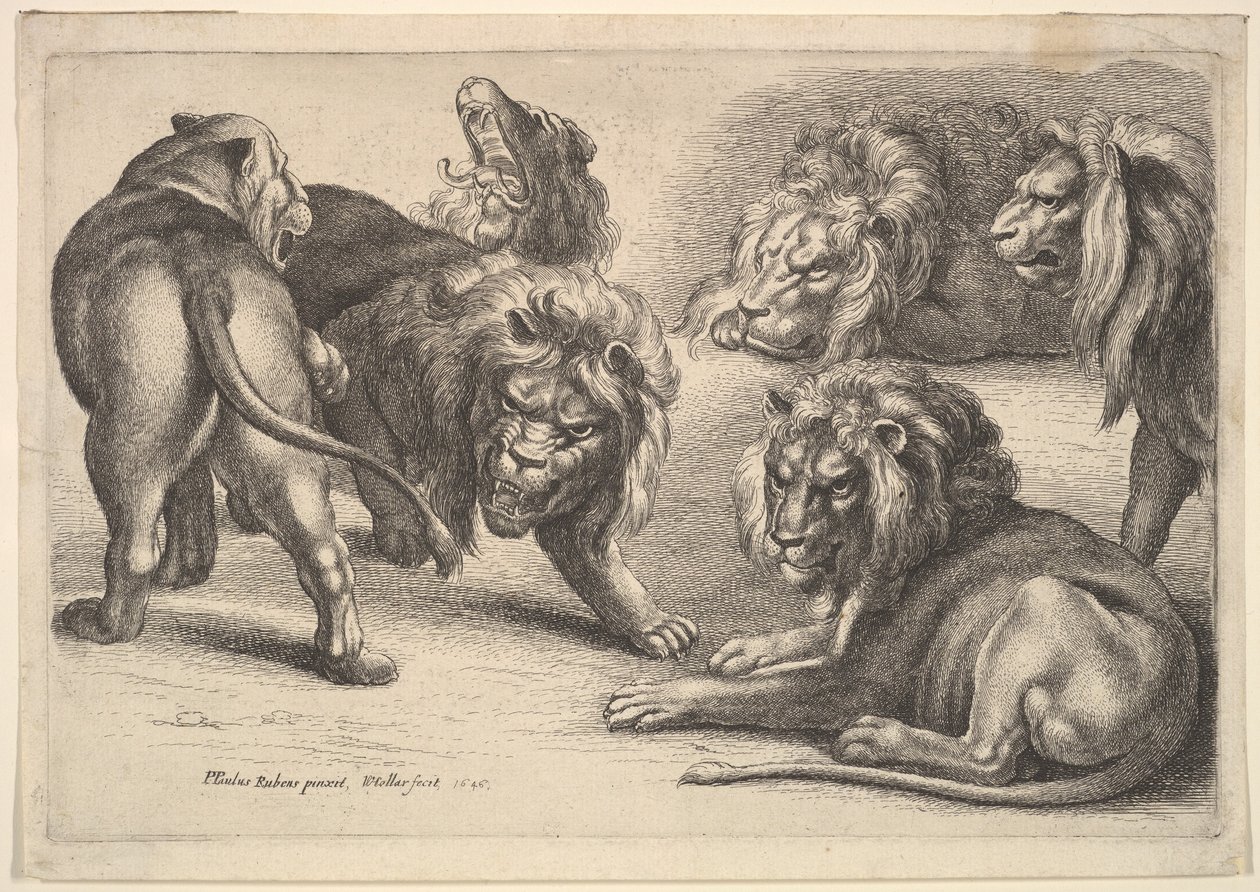 Fem løver og en løvinde, 1646. af Wenceslaus Hollar