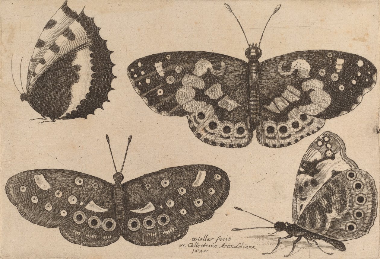 Fire sommerfugle, 1646. af Wenceslaus Hollar