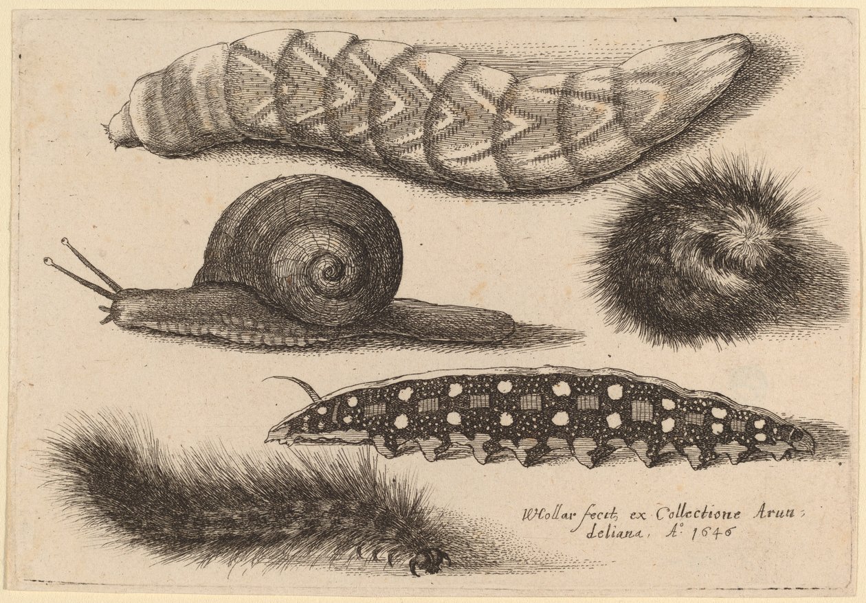 Fire larver og en snegl af Wenceslaus Hollar