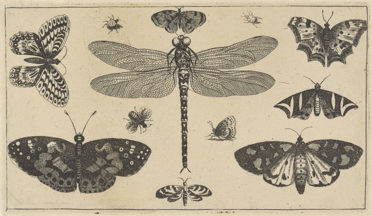 Dragonfly, mariehøns og sommerfugle Forskellige insekter (serietitel) Diversae Insectorum (serietitel) af Wenceslaus Hollar