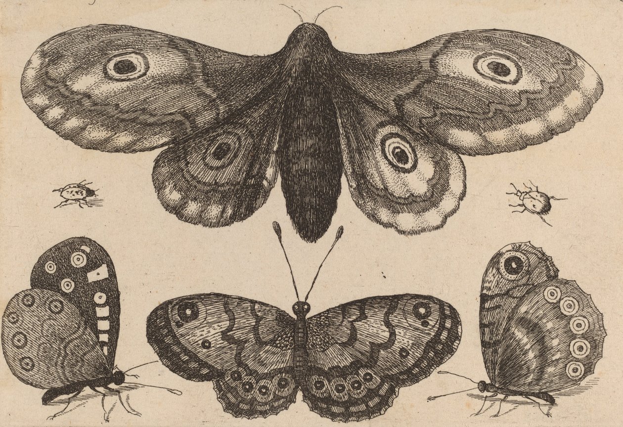 Møl, tre sommerfugle og to biller, 1646. af Wenceslaus Hollar