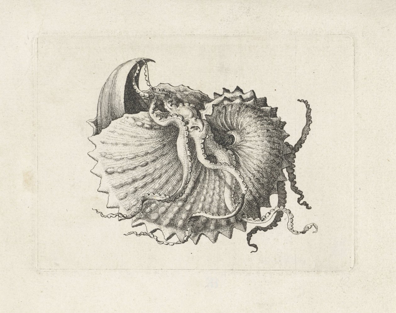 Skal, argonauta nodosa Skaller (serietitel) af Wenceslaus Hollar