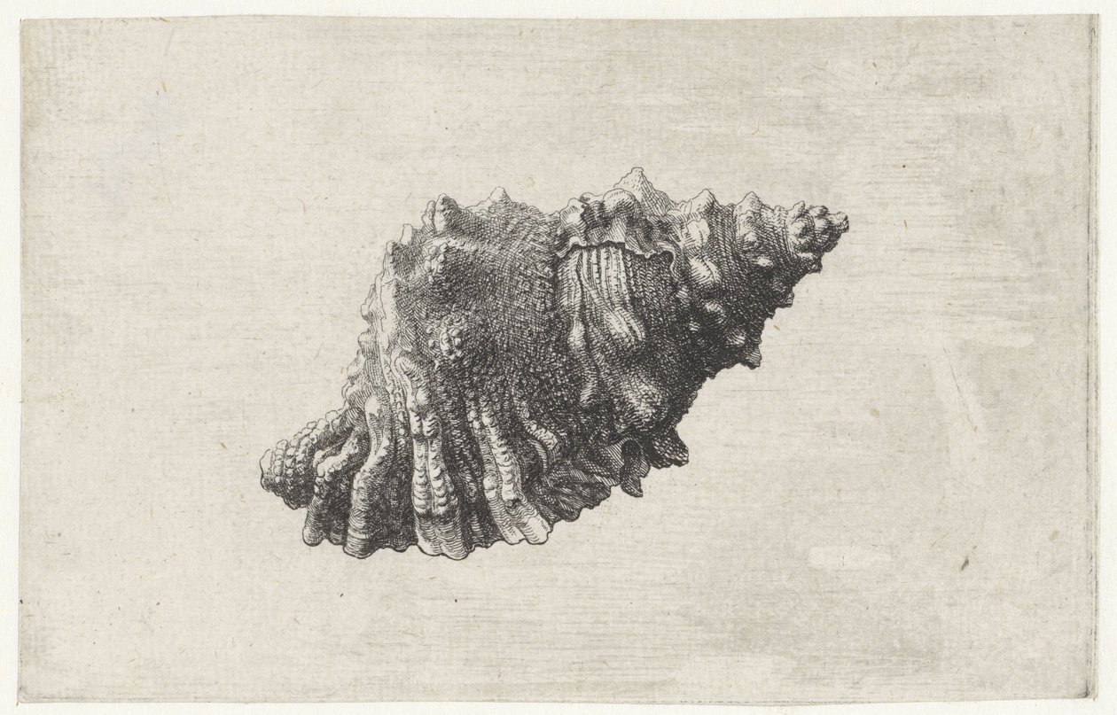 Skal, bursa rubeta Skaller (serietitel) af Wenceslaus Hollar