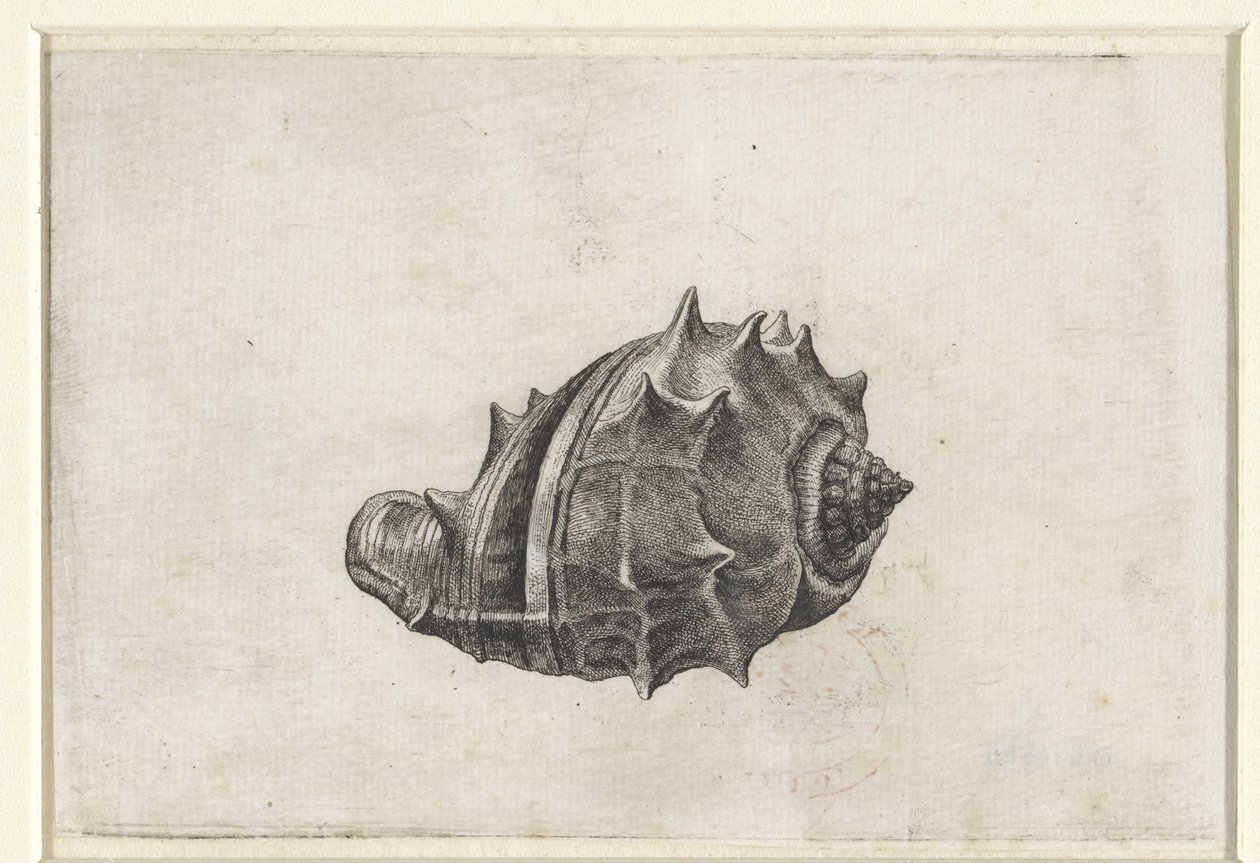 Skal, melongena melongena Skaller (serietitel) af Wenceslaus Hollar