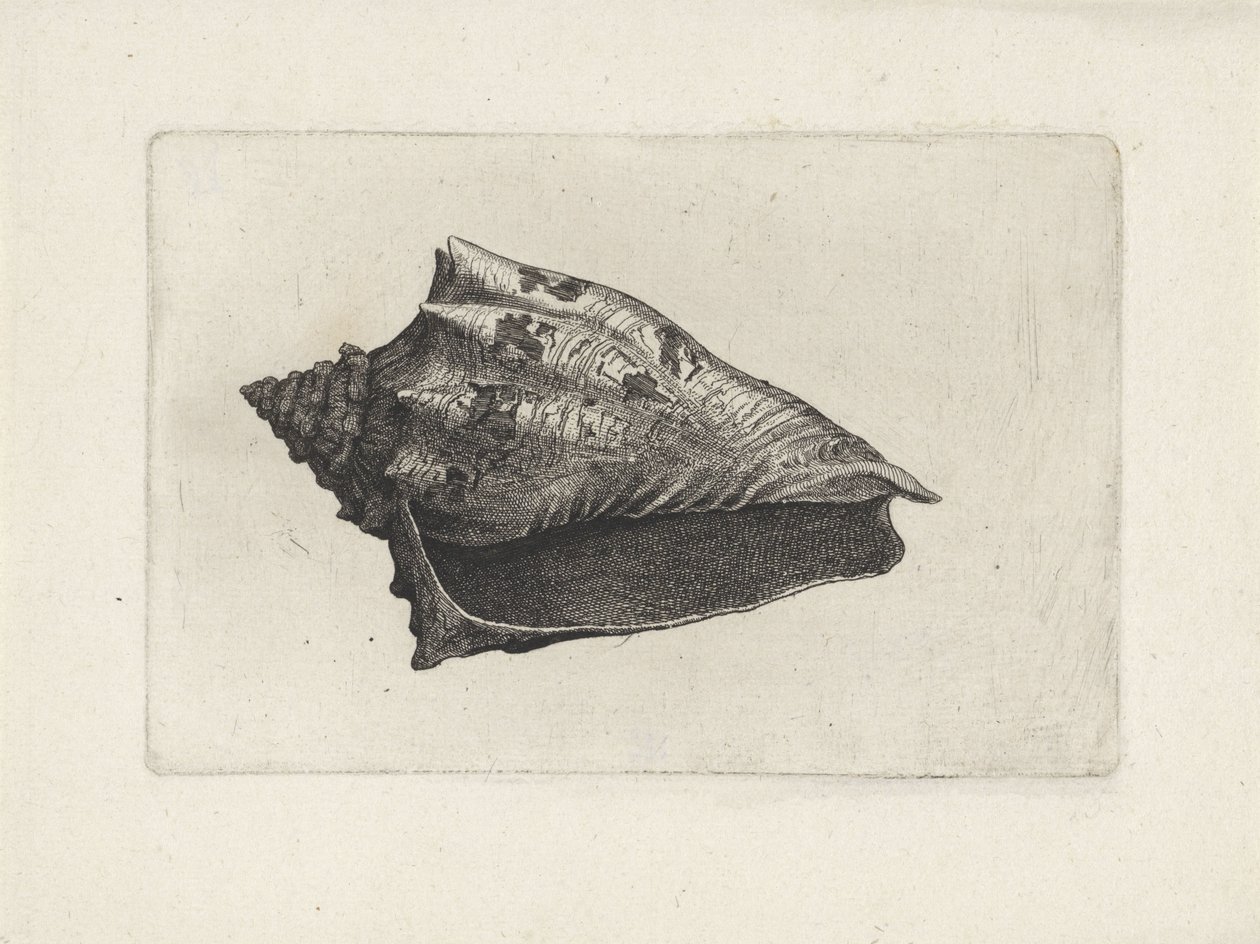 Skal, voluta ebraea Skaller (serietitel) af Wenceslaus Hollar